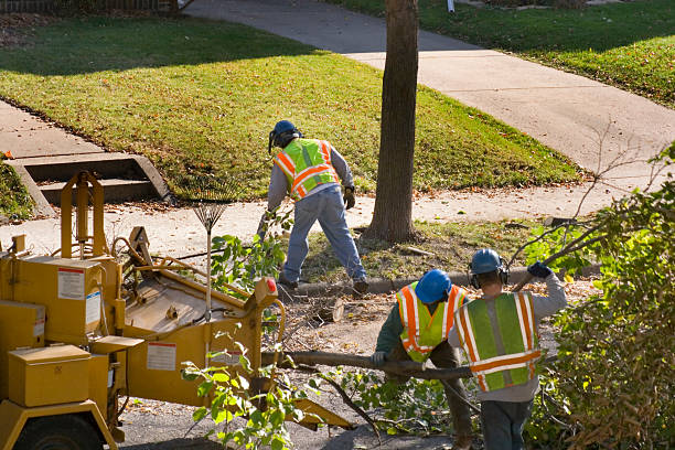 Best Tree Removal  in Belvedere, CA