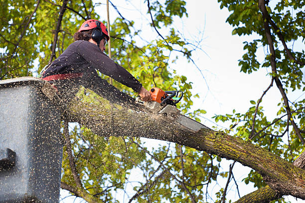 Best Tree Preservation Services  in Belvedere, CA